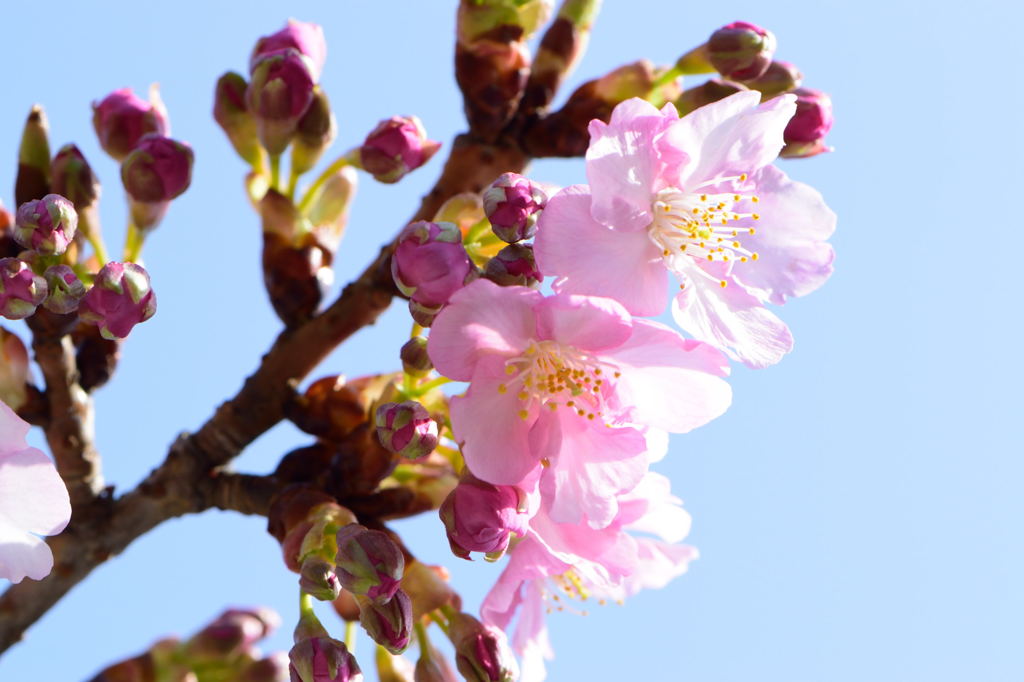 河津桜