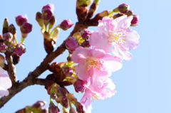 河津桜
