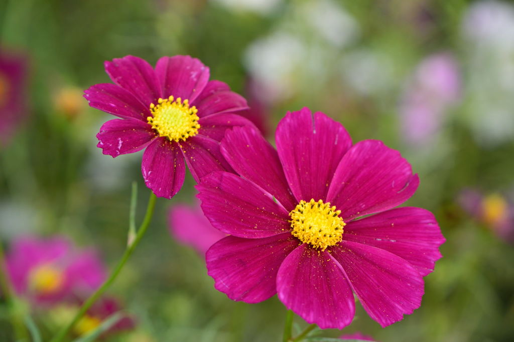 秋桜　レッドベルサイユ
