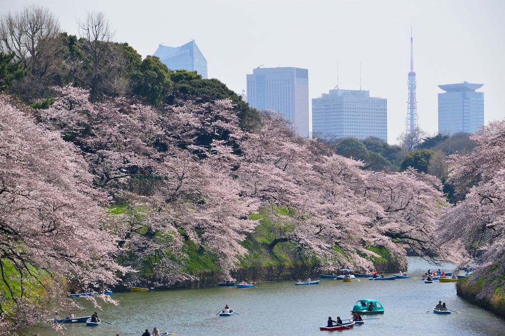 千鳥ヶ淵　東京タワー