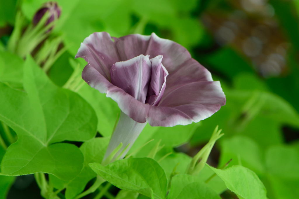朝顔　黄抱蜻蛉葉葡萄鼠覆輪丸咲牡丹