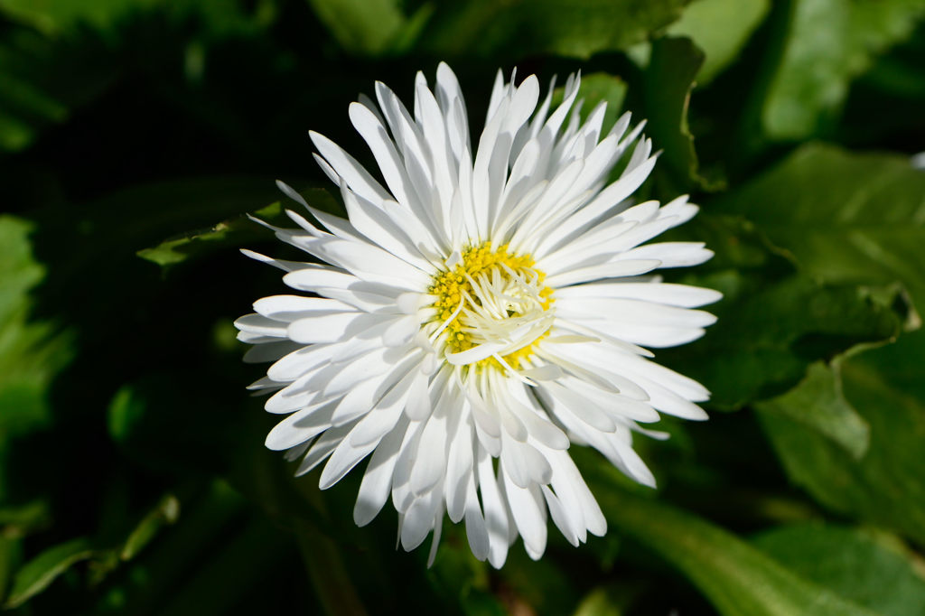 雛菊　白