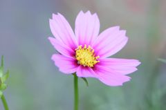 秋桜　ベルサイユ