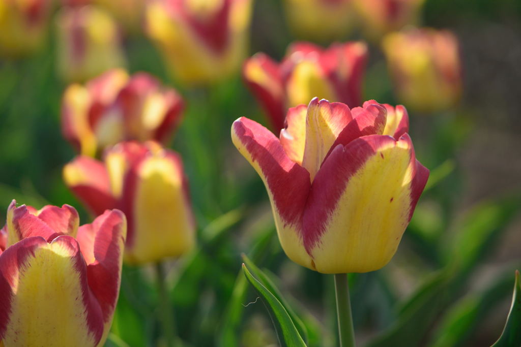 チューリップ　ケープタウン