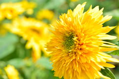 向日葵　マティスのひまわり