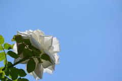 薔薇　新雪