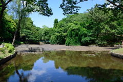 ＴＶ　池の水をぜんぶ抜く！....