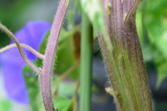 朝顔　笹葉石化