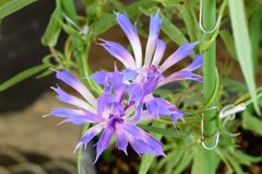 朝顔　淡藤爪覆輪采咲牡丹