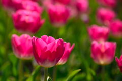 チューリップ　プレルジューム