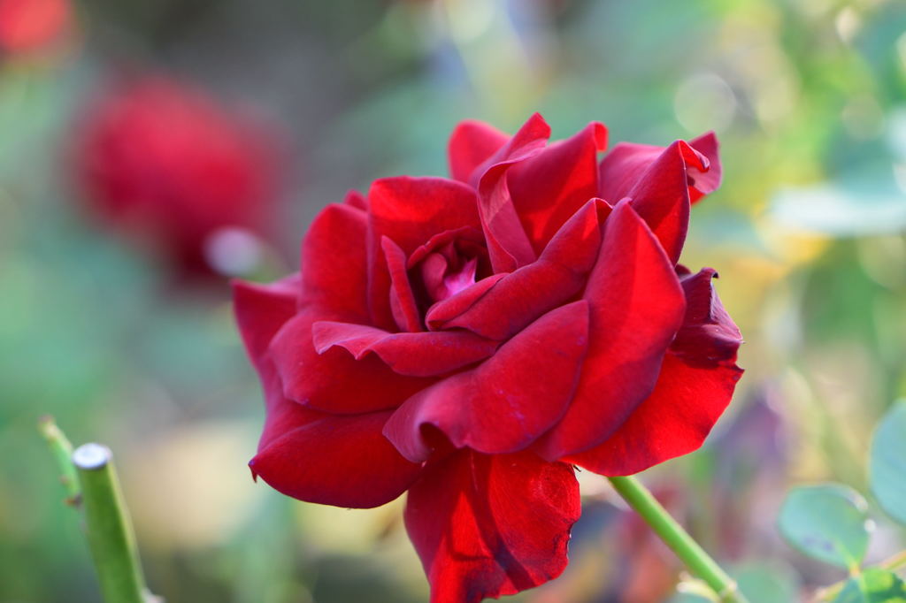 薔薇　ニコロ　パガニーニ