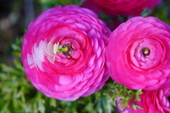 ラナンキュラス　２