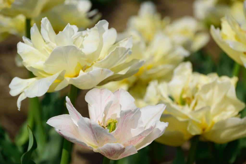 チューリップ　ベロナ