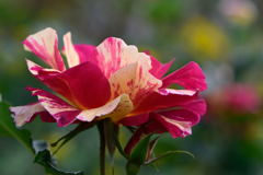 薔薇　エドガー・ドガ