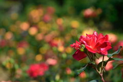 薔薇　チャールストン