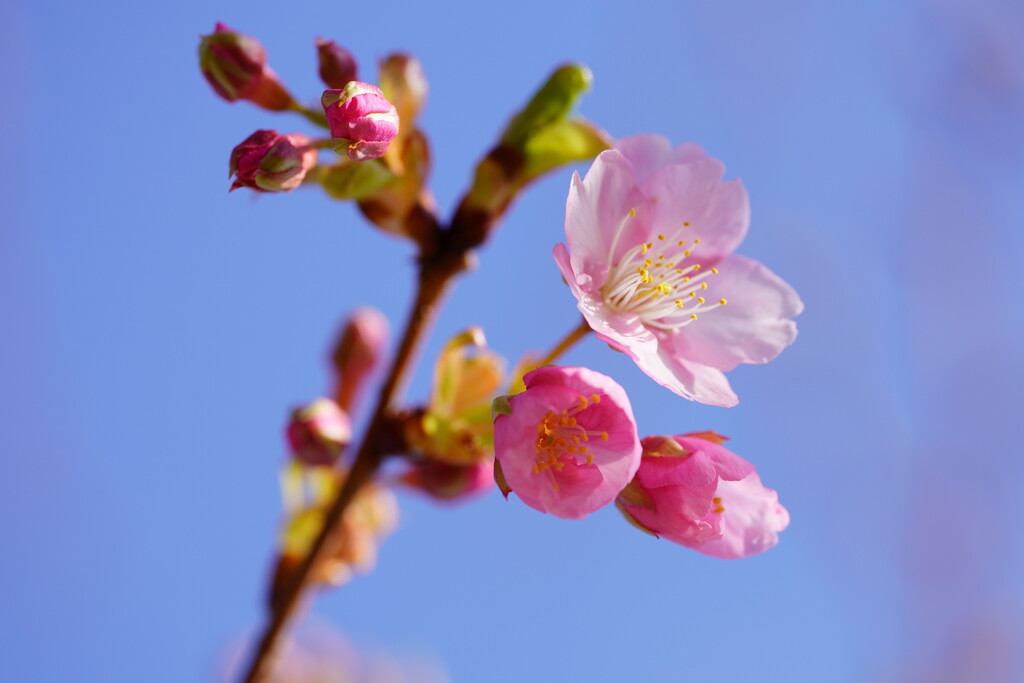 河津桜　２