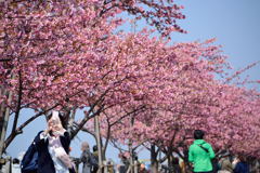 河津桜並木　うまく撮れましたか？