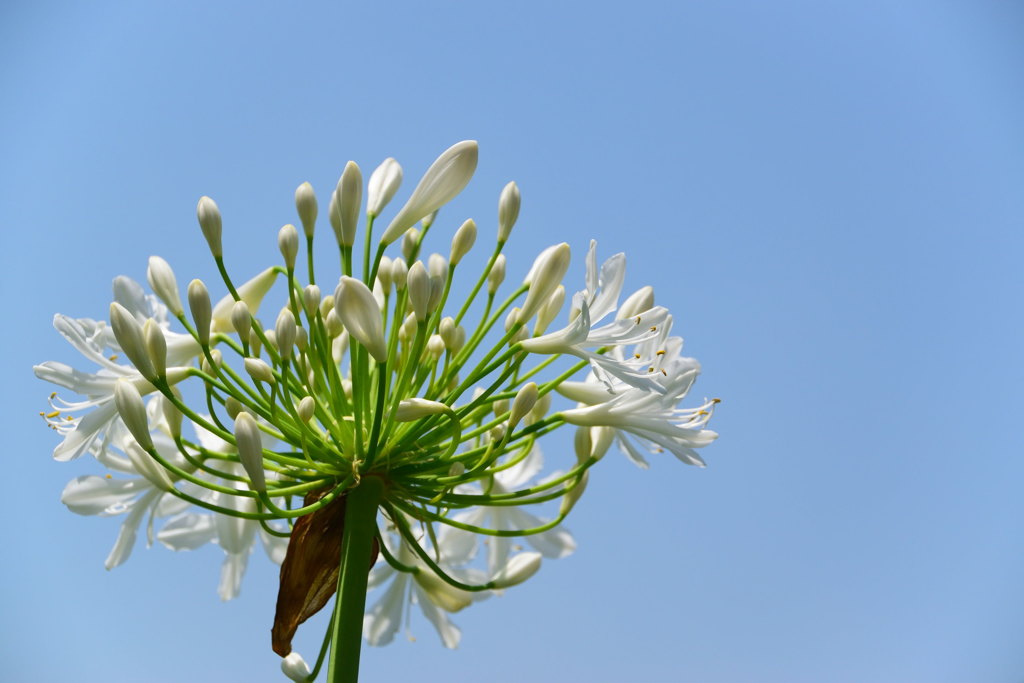 アガパンサス　４