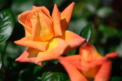 薔薇　アリゾナ