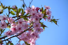 河津桜　１