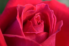 秋薔薇　クリスチャン　ディオール