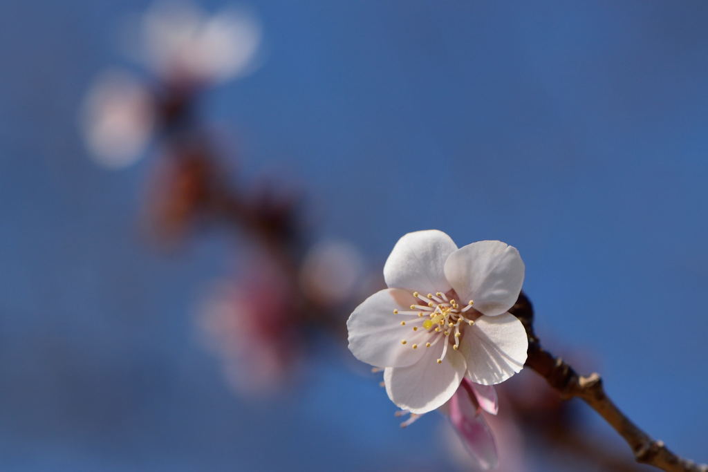 冬桜
