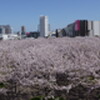 さくら広場　パノラマ