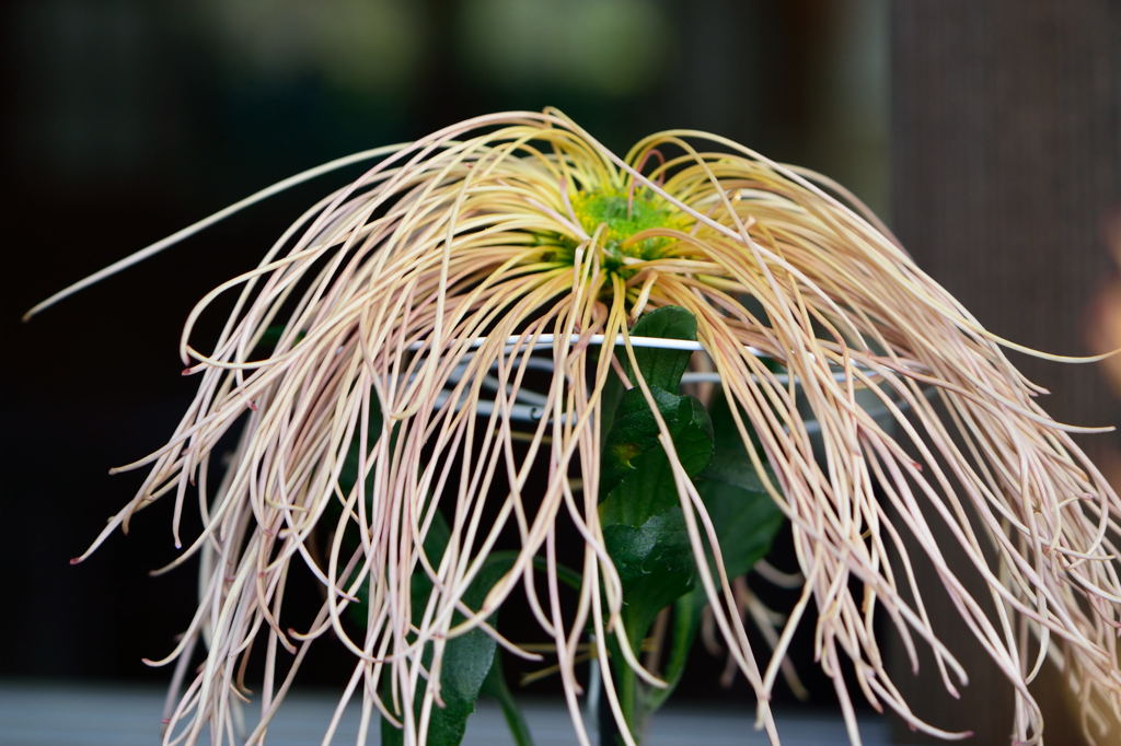 松坂菊　みだれ髪