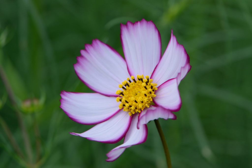 秋桜　あかつき　2