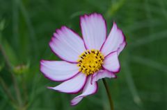 秋桜　あかつき　2