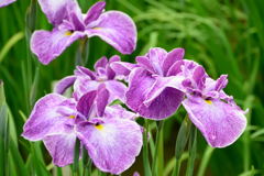 菖蒲　鳳凰冠