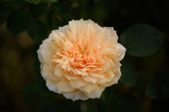 秋薔薇　イングリッシュ　ガーデン