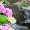 紫陽花　滝