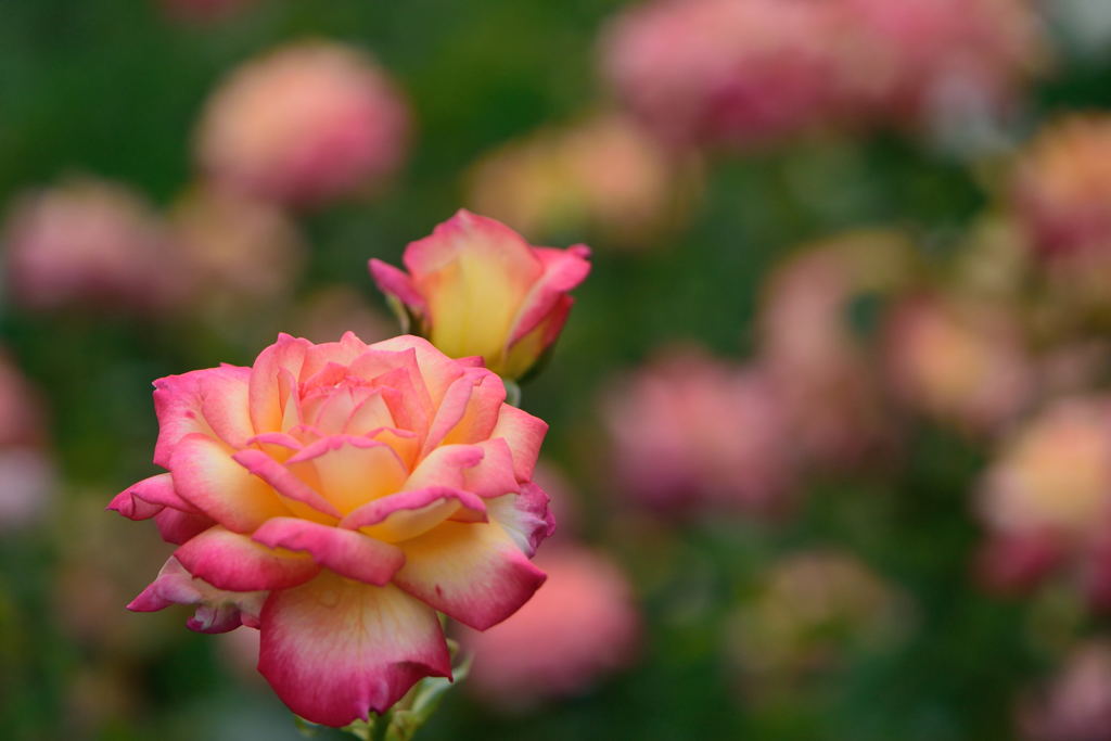 薔薇　朝雲　３