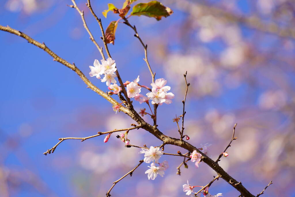 十月桜