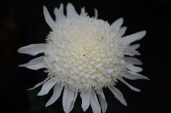 古典菊　白雲丸