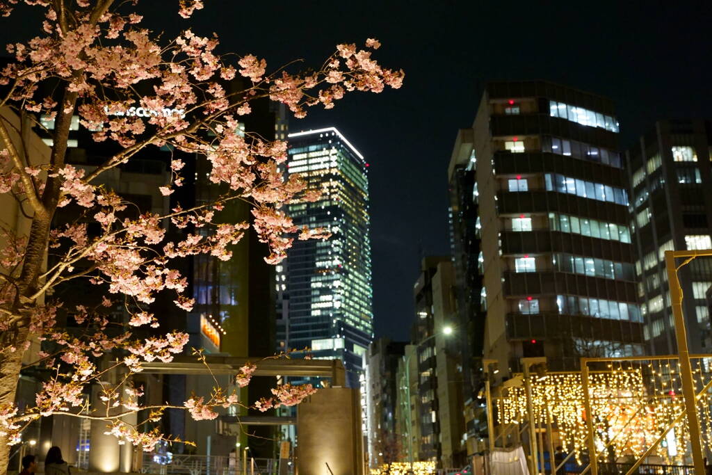 夜桜