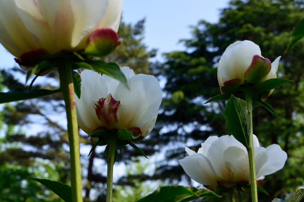 立てば芍薬