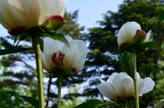 立てば芍薬