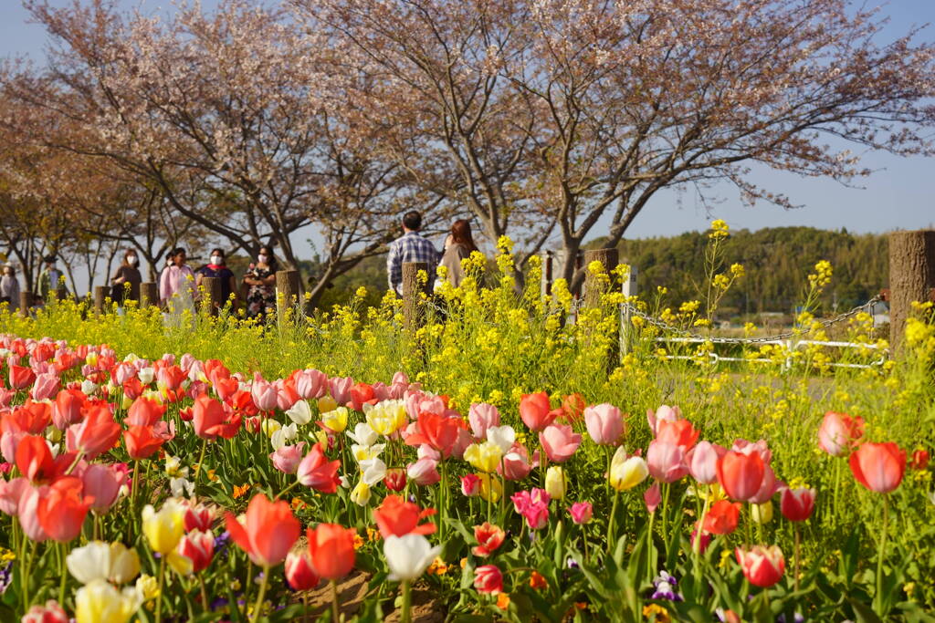 チューリップ　菜の花　桜