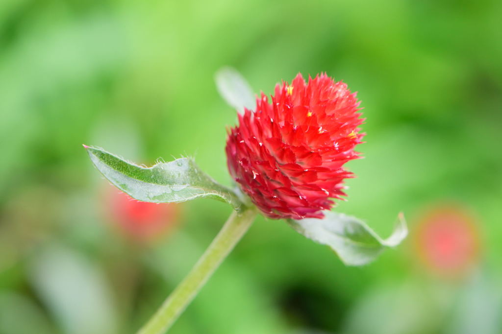 千日紅