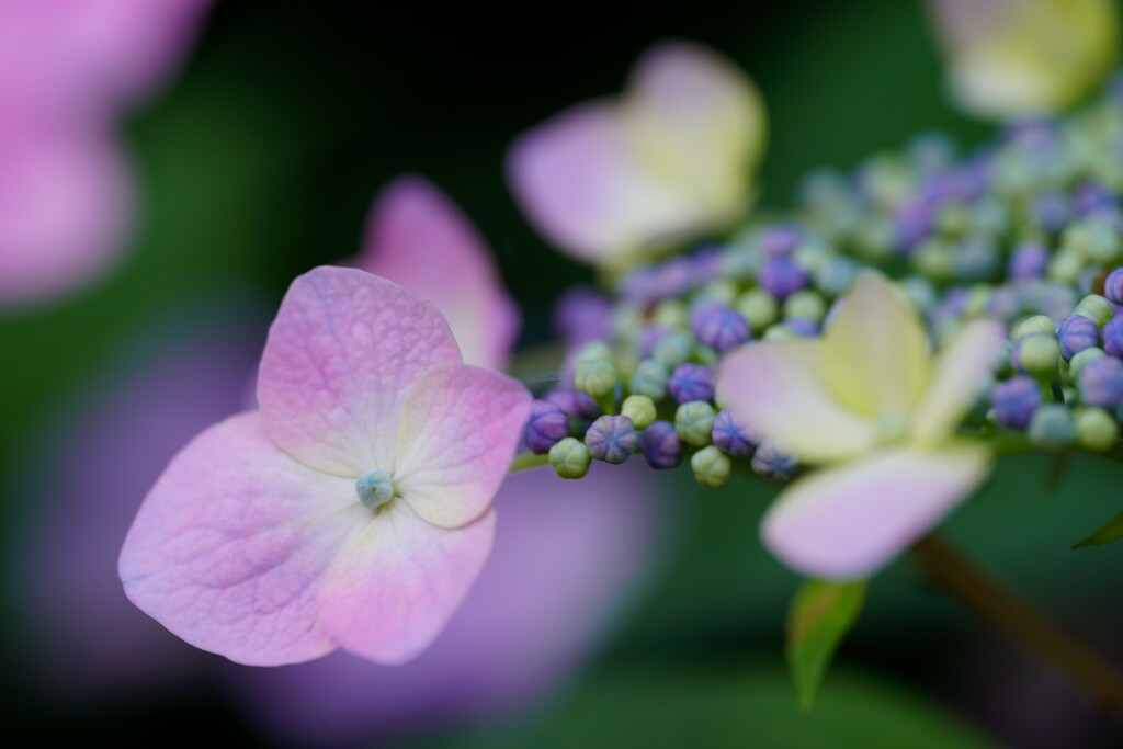 紫陽花　３
