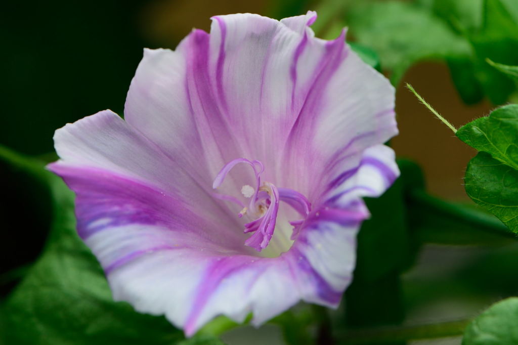 朝顔　淡青地藤紫吹雪筒咲八重