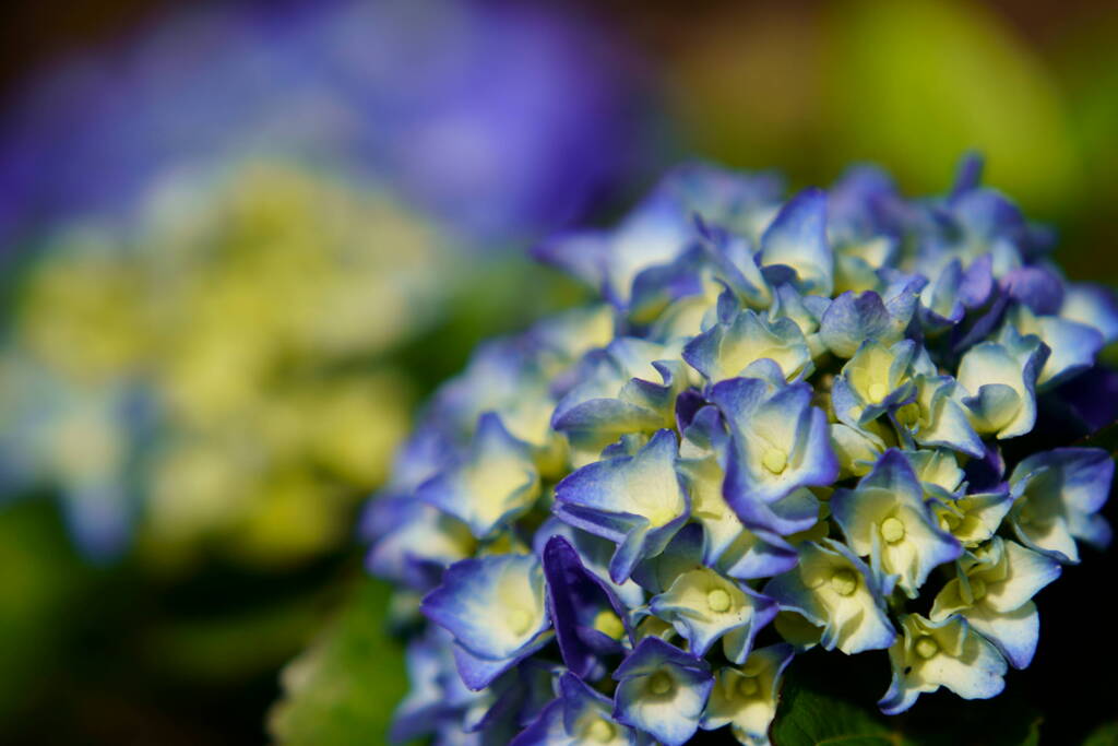 紫陽花　５