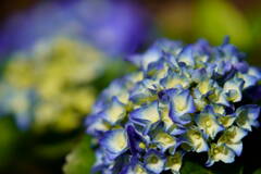 紫陽花　５
