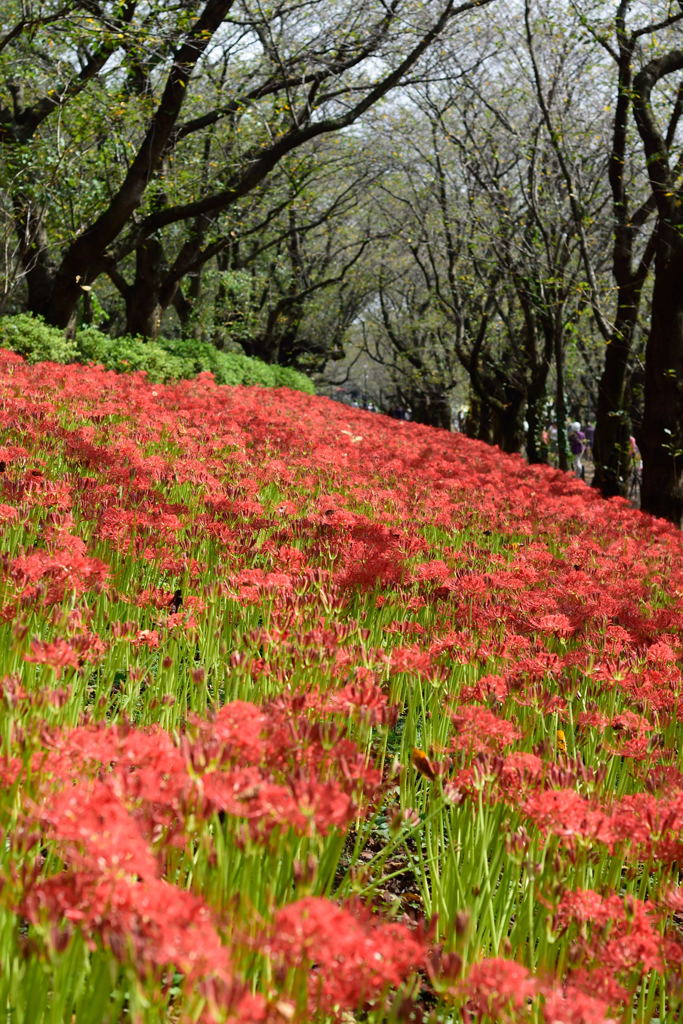権現堂　彼岸花　５