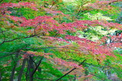 紅葉を見に行きました