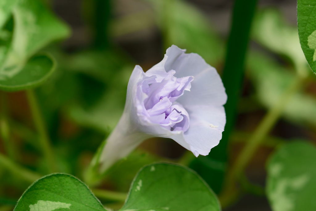朝顔　青斑入抱常葉　淡藤鼠色丸咲牡丹