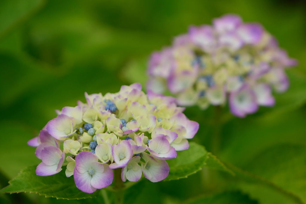 紫陽花