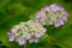 紫陽花